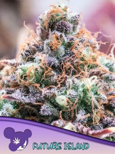 Future Island - Feminized - Anesia Seeds