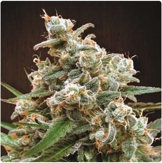 Nepal Jam Feminized Seeds