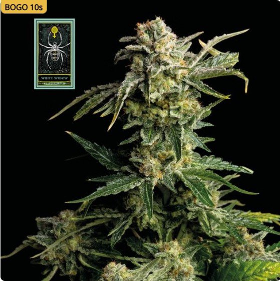 White Widow Feminized Seeds