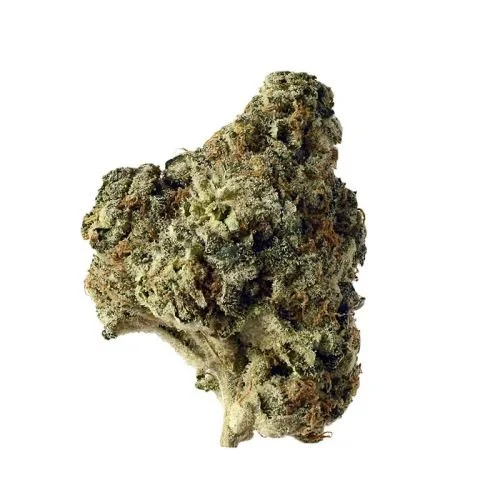 Ak Choco Kush - Feminized - Amsterdam Genetics