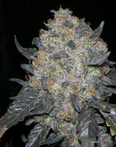 Blackwater - 6-pack - Feminized - Cali Connection