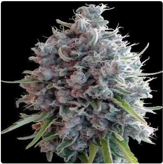 Killer A5 Haze Feminized Seeds