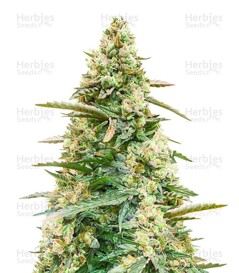 Sith OG Seeds (AlphaFem Seeds)