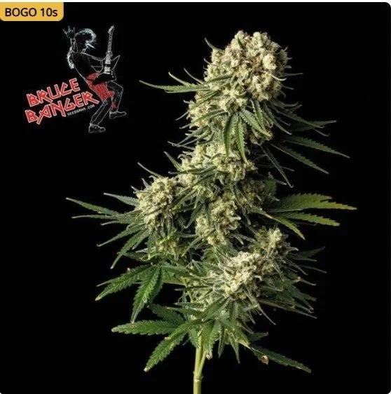 Bruce Banger Feminized Seeds