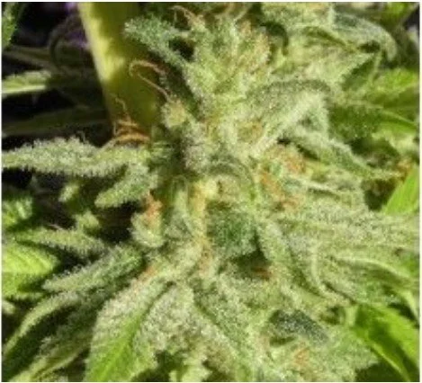 Orient Express Feminized Seeds