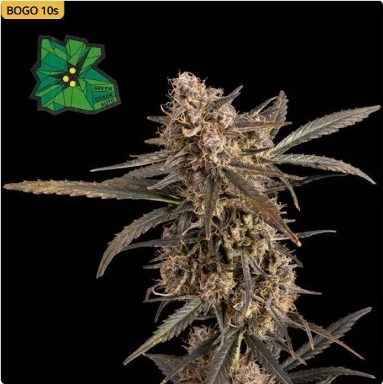 Green Crack Auto Feminized Seeds