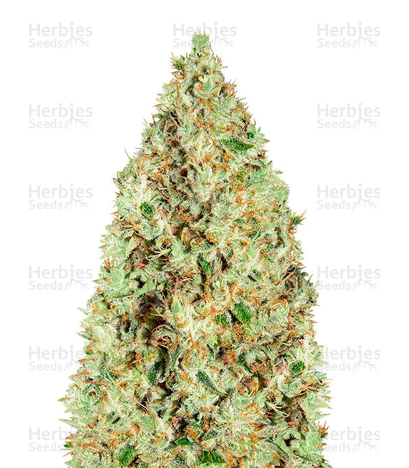 Super Silver Haze Seeds (Green House Seeds)