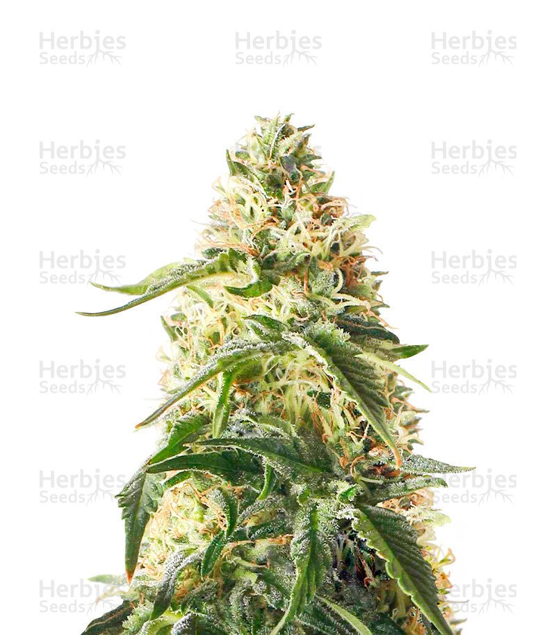 Blueberry (Herbies Seeds)