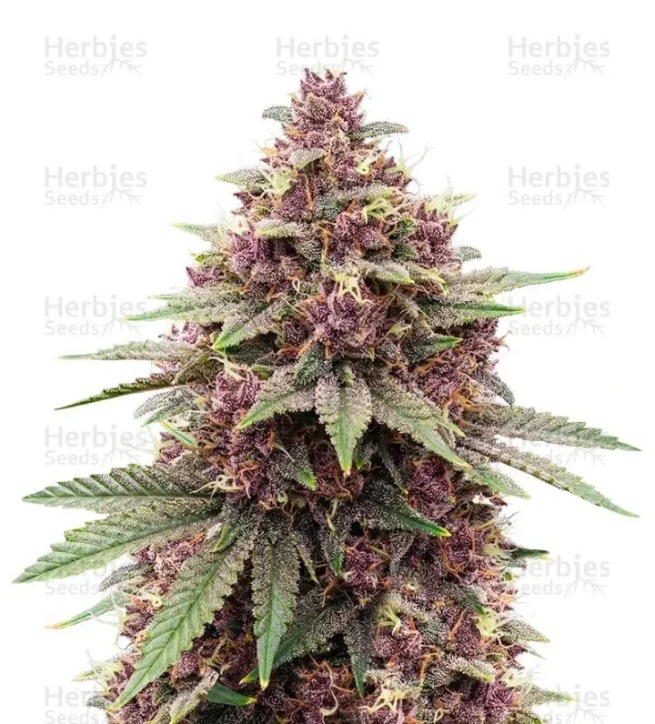 Granddaddy Purple Seeds