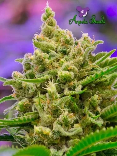 Big Bazooka Auto - 5PACK - Feminized - Anesia Seeds
