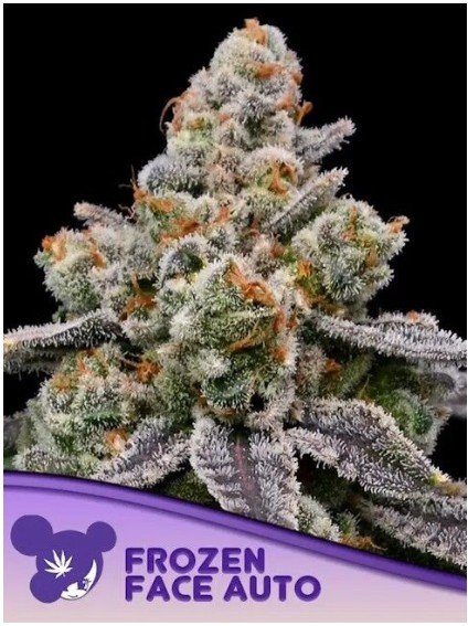 Frozen Face Auto Feminized Seeds