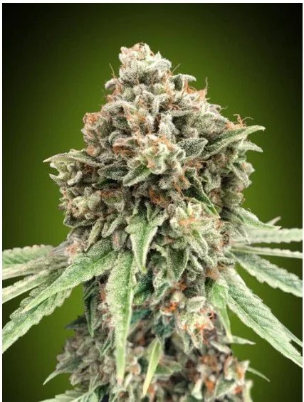 Sweet Critical Fast Feminized Seeds