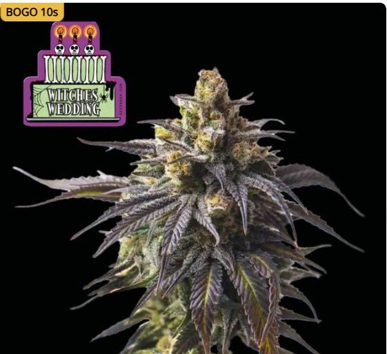 Witches Wedding Ltd. Edition Feminized Seeds - 3