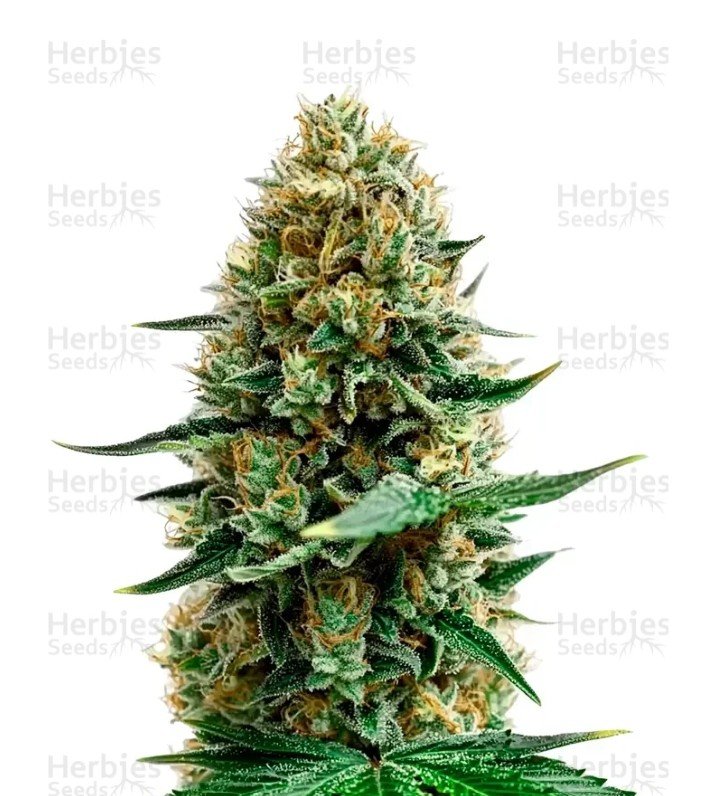 Sweet Cherry Kush Seeds