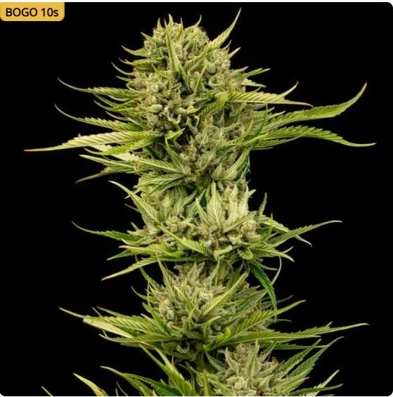 Blueberry Pie F1 Fast Feminized Seeds