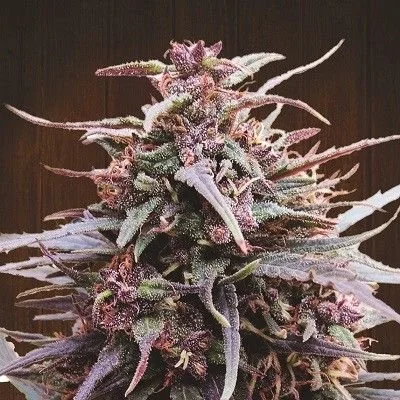 Purple Haze x Malawi - 5-pack - Feminized - ACE Seeds
