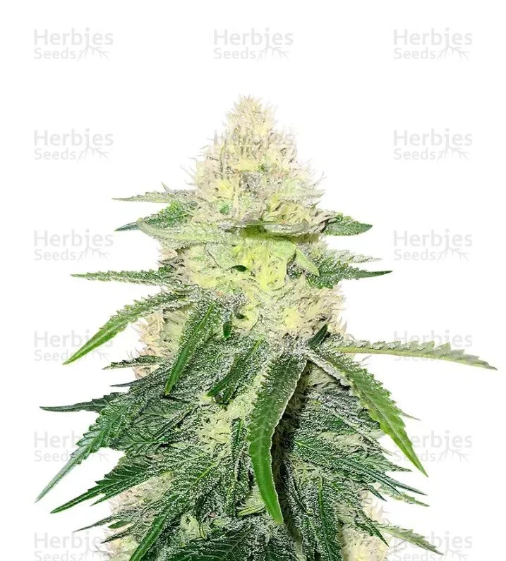 Wombat feminized seeds