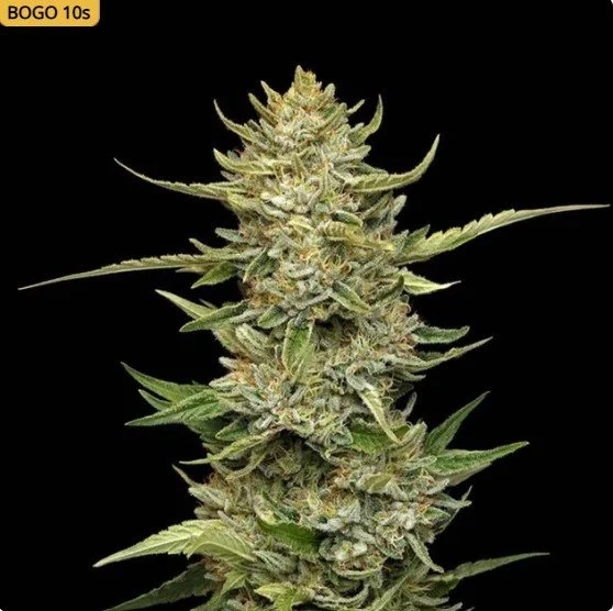 Sour Diesel Auto Feminized Seeds