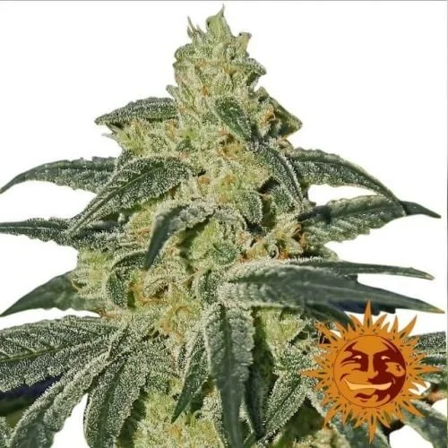 Afghan Hash Plant - Regular - Barney's Farm