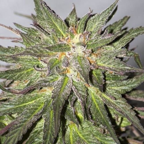 CBD Critical Cure - Feminized - Barney's Farm