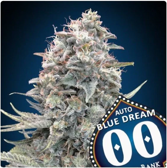 Blue Dream Auto Feminized Seeds