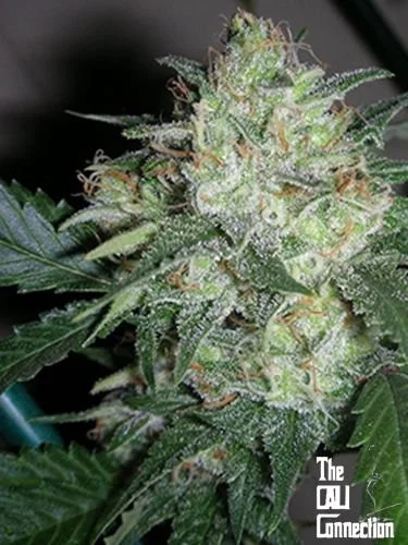 Ogiesel - Feminized - Cali Connection
