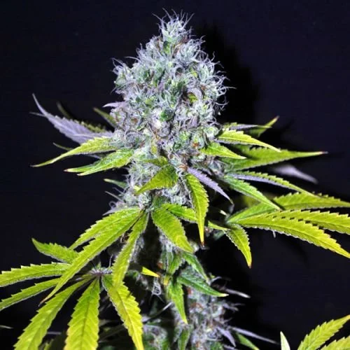 CBD Yummy - Feminized - CBD Crew
