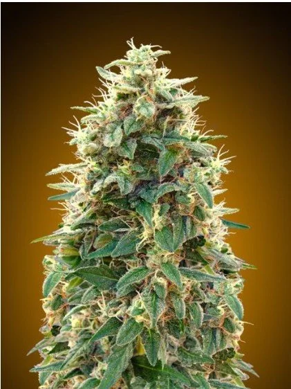 00 Cheese Auto Feminized Seeds