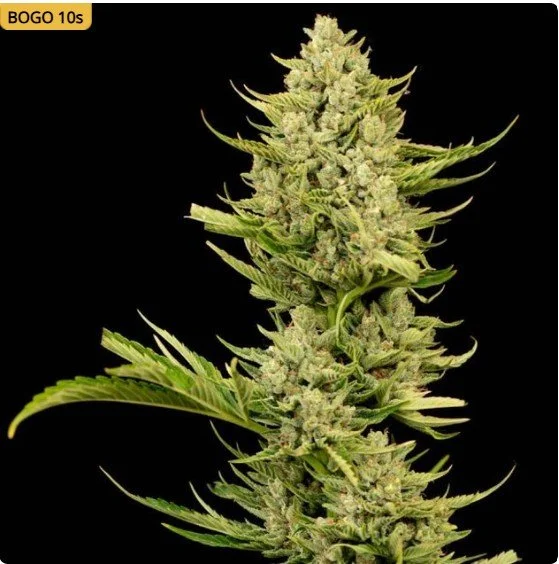 Tangerine Snow F1 Fast Feminized Seeds