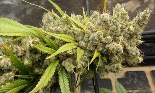 Super Malawi Haze - 5PACK - ACE Seeds
