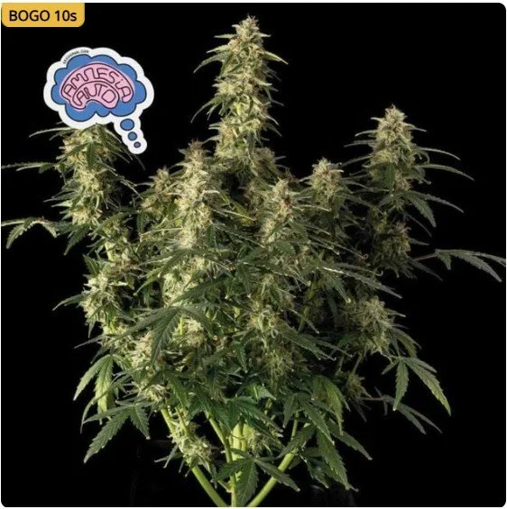 Amnesia Auto Feminized Seeds