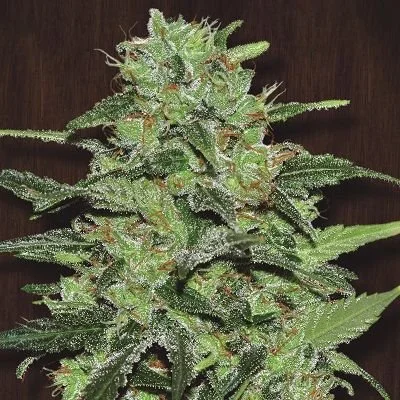 Malawi - Feminized - ACE Seeds
