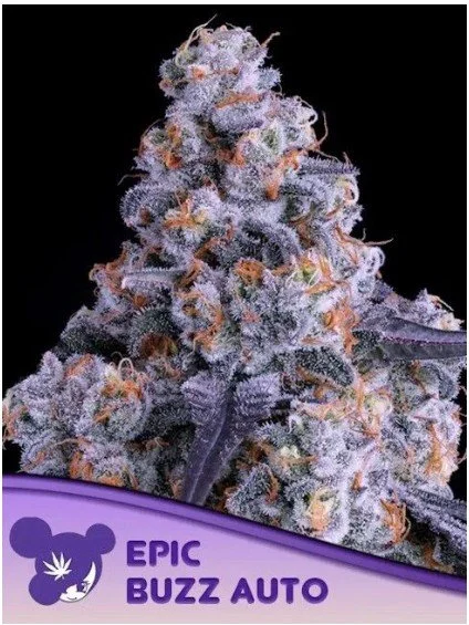 Epic Buzz Auto Feminized Seeds