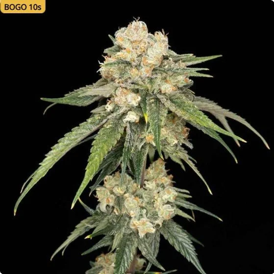 Ice Dream Cake Feminized Seeds