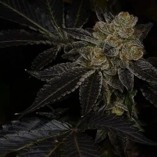 Biohazard - 6-pack - Feminized - Archive Seedbank