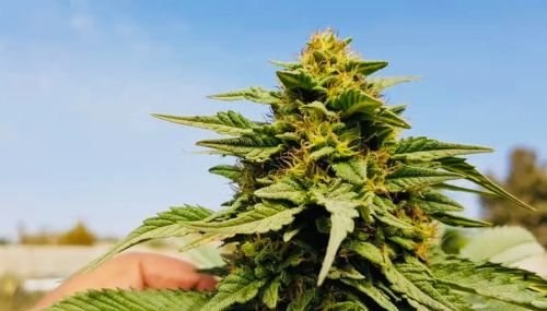 Sholgar - 15-pack - Regular - Baaba Qo