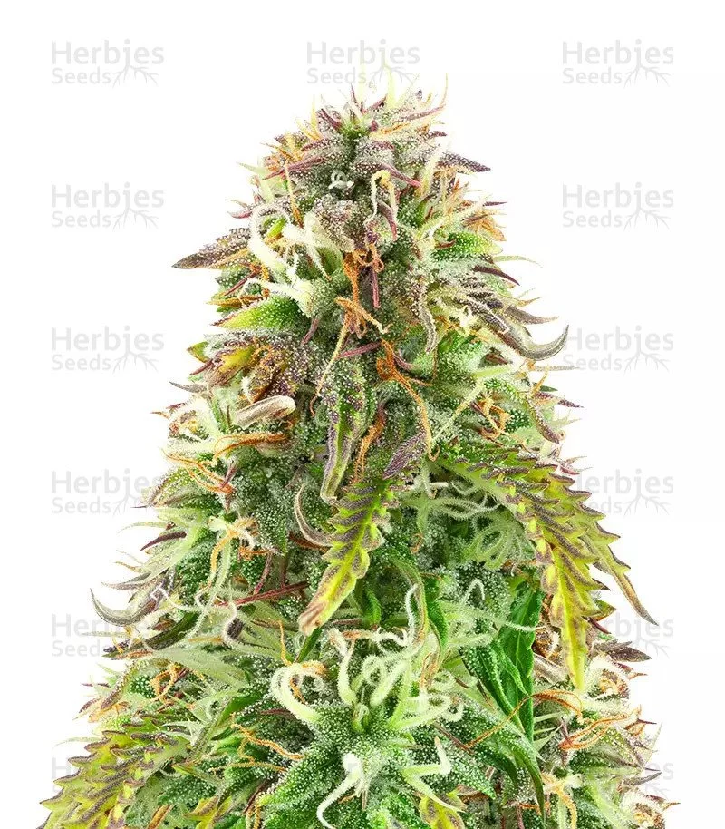 Northern Lights Auto Seeds (Herbies Seeds)