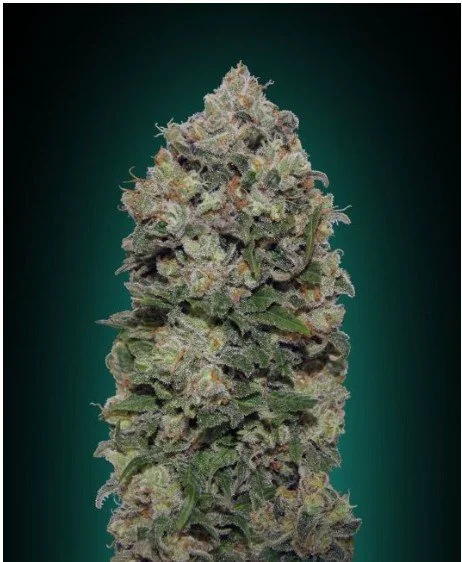 Northern Lights Feminized Seeds