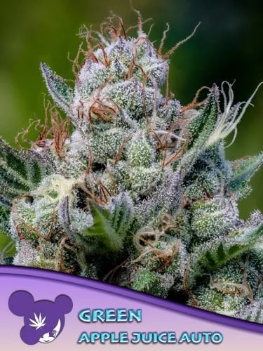 Green Apple Juice Auto - 3-pack - Feminized - Anesia Seeds