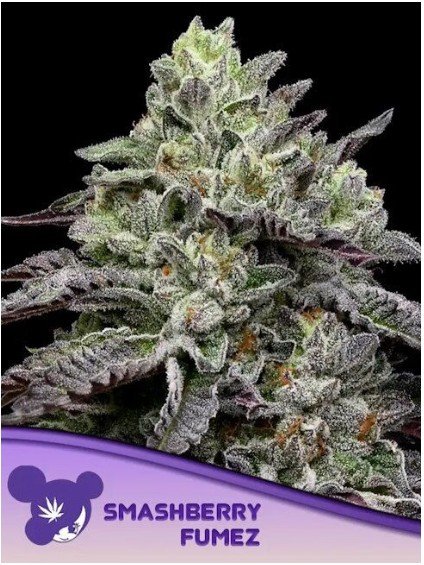 Smashberry Fumez Feminized Seeds