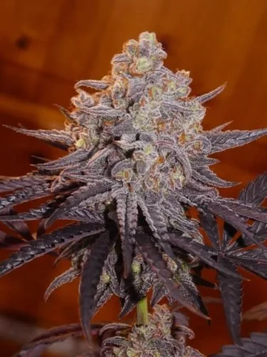 Frosty's Kush Pie - 6-pack - Feminized - Cali Frosty's Seedbank
