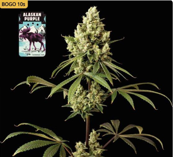 Alaskan Purple Feminized Seeds