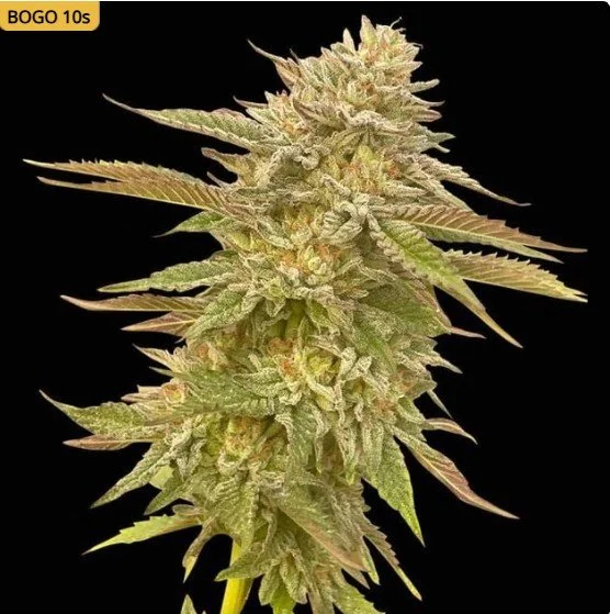 Pineapple OG Feminized Seeds