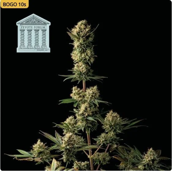 Peyote Forum Feminized Seeds