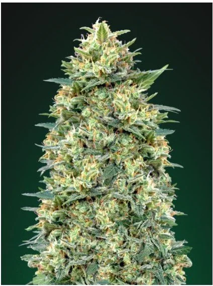 White Widow Auto Feminized Seeds