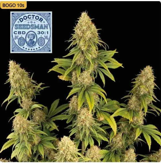 Doctor Seedsman CBD 301 Feminized Seeds