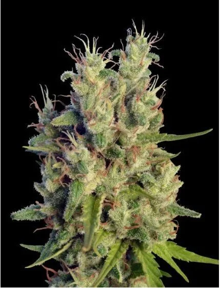Super Malawi Haze Regular Seeds