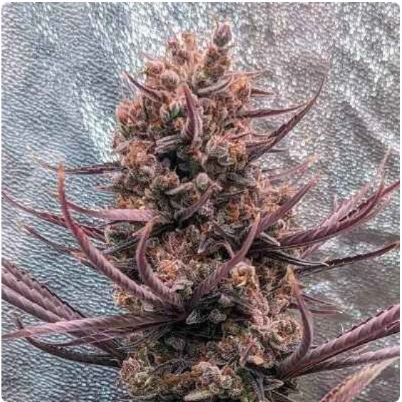 Panama Haze Regular Seeds