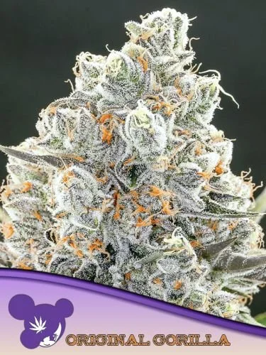 Original Gorilla #4 - 5-pack - Feminized - Anesia Seeds