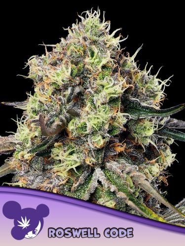 Roswell Code - 5-pack - Feminized - Anesia Seeds